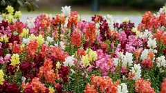 Antirrhinum će obilno cvjetati tijekom cijelog ljeta: potpuni vodič