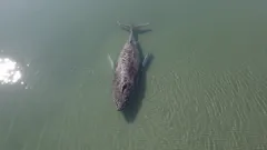 Zašto kit Timmy nije mogao biti spašen: tragedija u Baltičkom moru