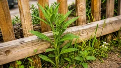 Gdje trimer ne može dohvatiti: učinkovite metode za suzbijanje korova uz ogradu