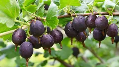 Susjeda je izgubila urodu ogrozda zbog jedne pogreške — analizirajmo što se dogodilo da ne bismo napravili istu pogrešku.