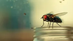 Možete li na ovo odgovoriti? Bi li staklenka s mušicom unutra bila teža od one bez mušice?