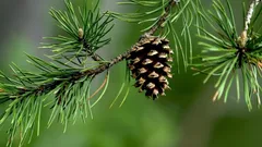 Borove šišarke nisu smeće: evo kako koriste vrtu