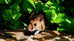 Miševi najviše mrze ove biljke: jednostavan način da zaštitite svoj vrt