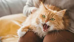 Da li vaša mačka namjerno odlazi s vaših koljena? To uopće nije zbog njezine osobnosti.