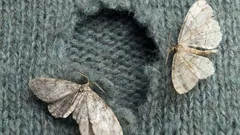 Odakle moljci zapravo dolaze u kući?