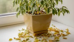 Ne raste li vaš fikus? Pravi razlog koji 90% vlasnika biljaka previdi