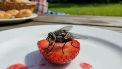 Mušica se sletjela na moju hranu – je li sigurno jesti? Liječnici su dali svoj odgovor