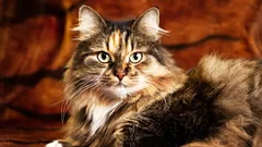 Mit o '×7' je odavno zastario — evo kako zapravo izračunati dob mačke