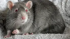 Pacov u kući: problemi za koje nitko nije spreman