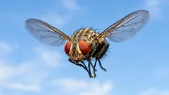 Zašto su muhe tako ustrajne? Znanstvenici su objasnili pravi razlog.
