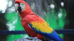 Jeste li primijetili da vaš papiga gubi perje? Evo što to znači.