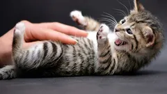 Mačka se prevrne na leđa i ugrize: suptilan signal koji gotovo svi pogrešno protumače